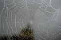 2009-06-27, Nebel (4)